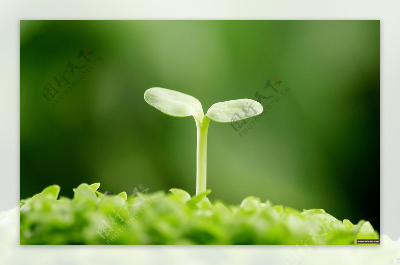 绿色植物图片