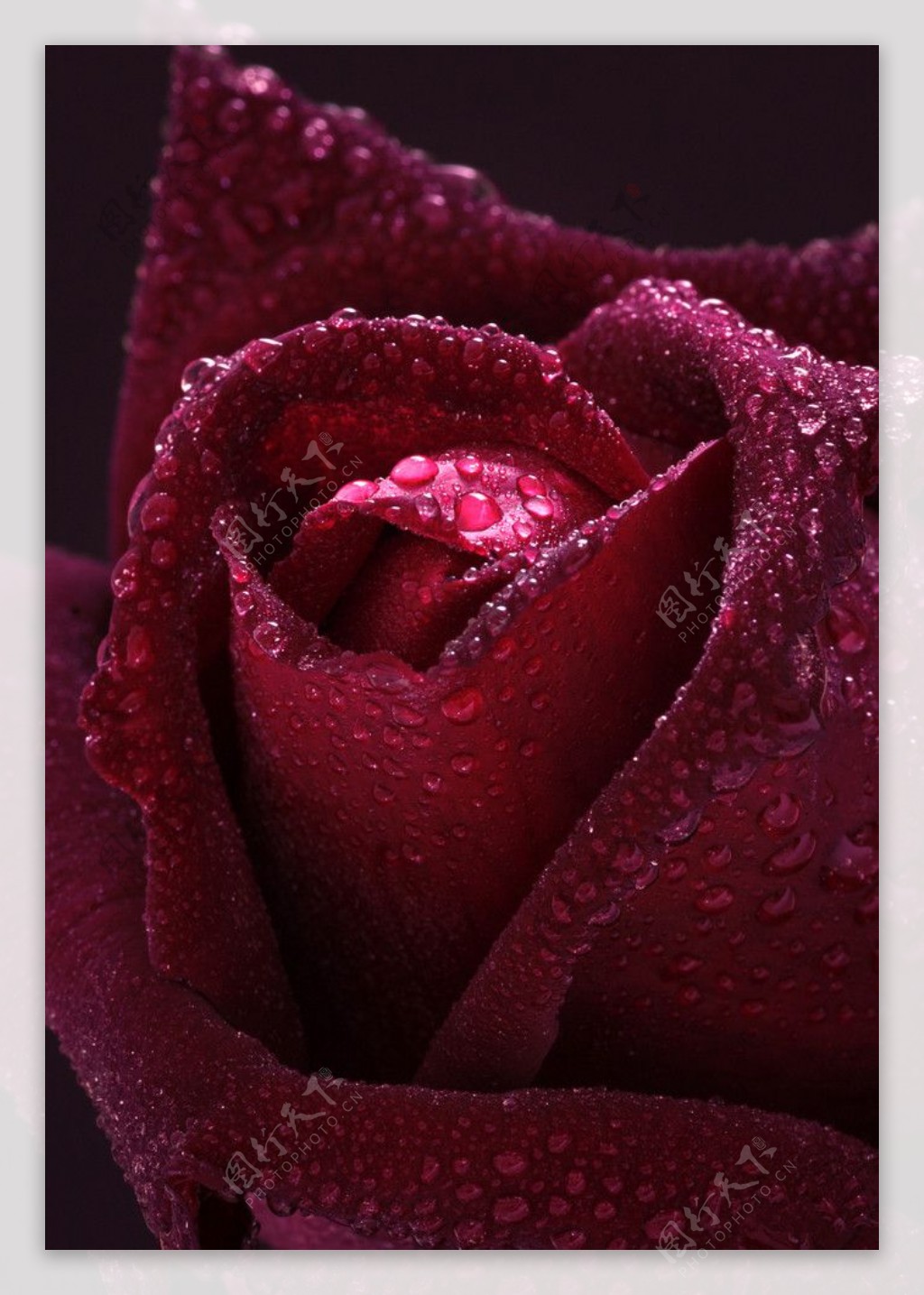 红玫瑰水滴水珠图片