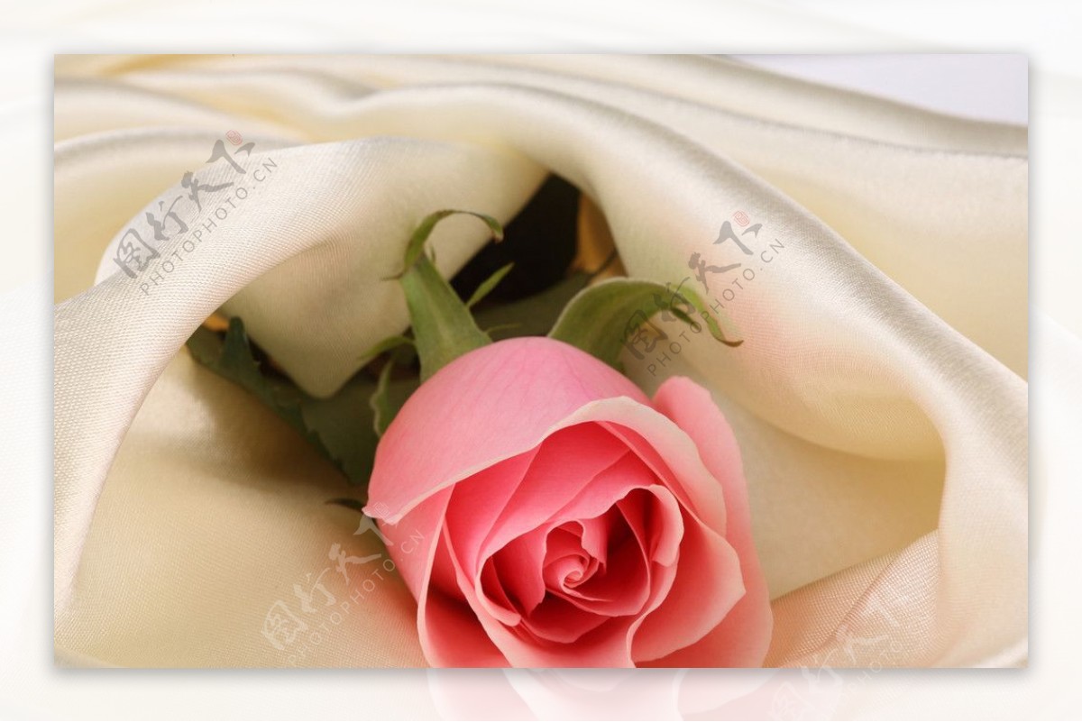 玫瑰丝绸图片