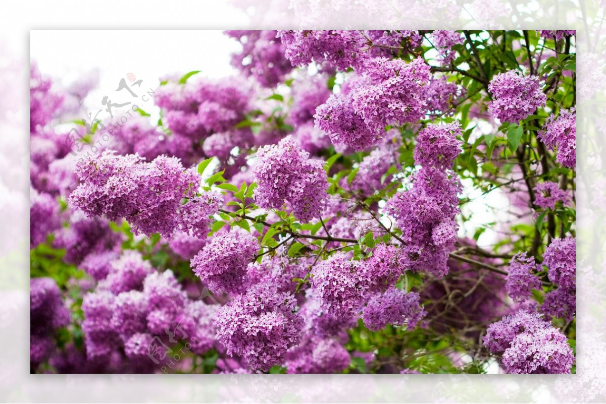 丁香花图片