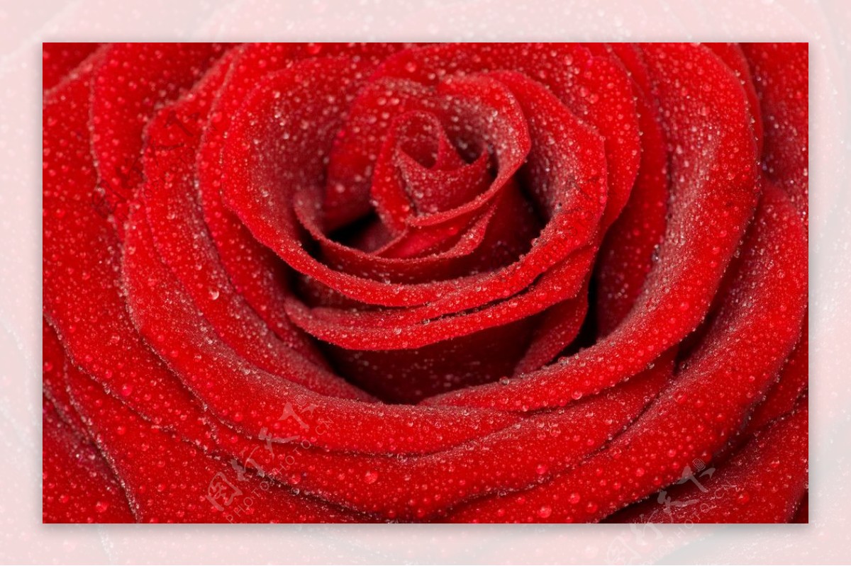 红玫瑰水珠水滴图片