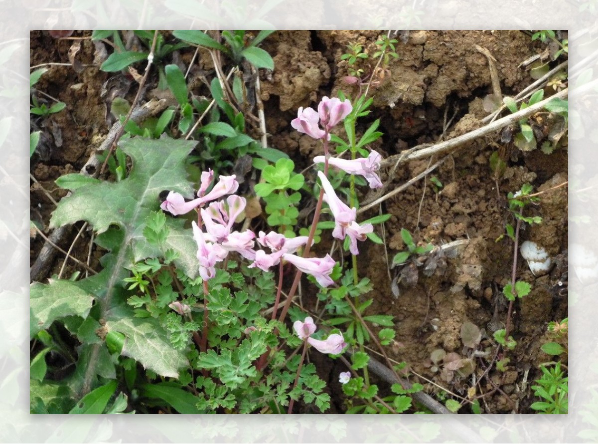 粉紫色野花图片