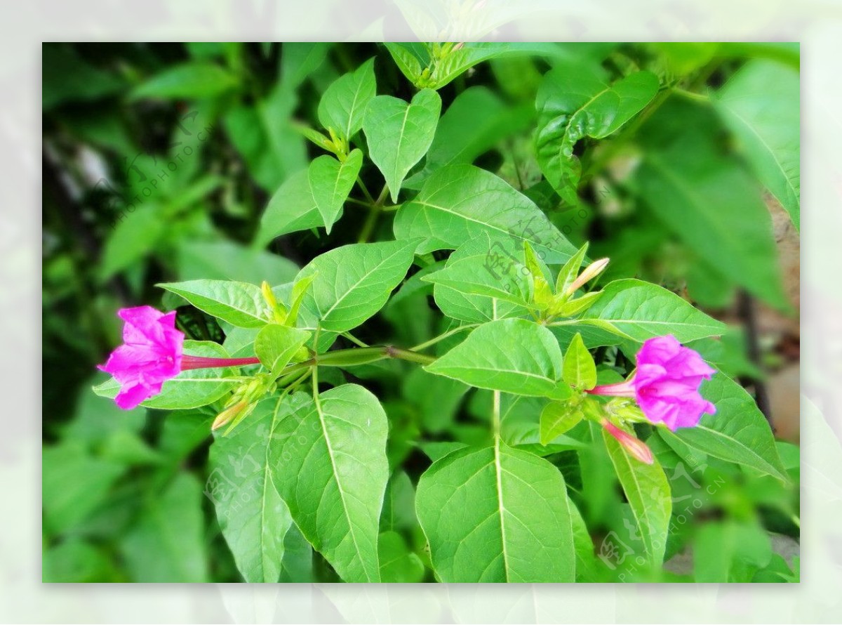 紫茉莉图片