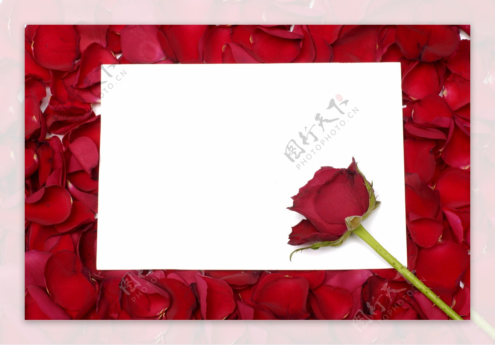 一支玫瑰花玫瑰花瓣卡片图片