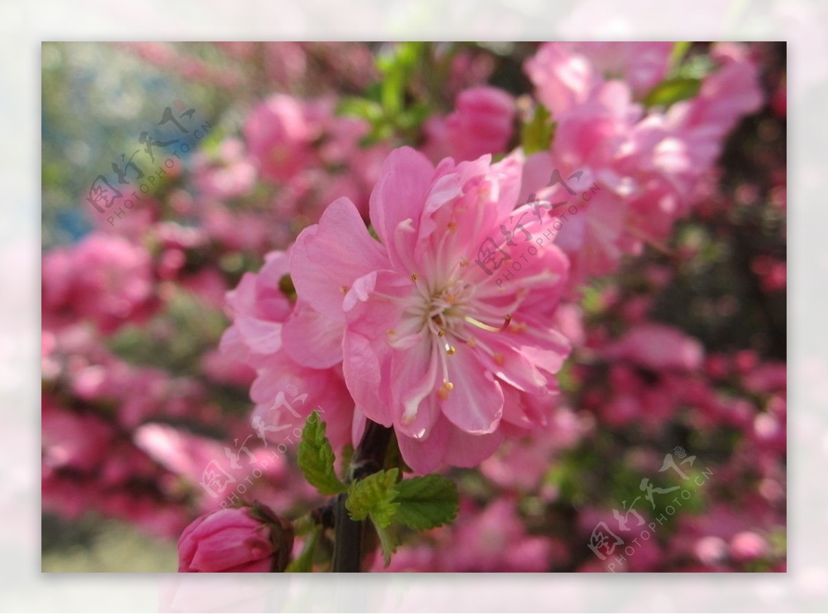 沈阳桃花图片