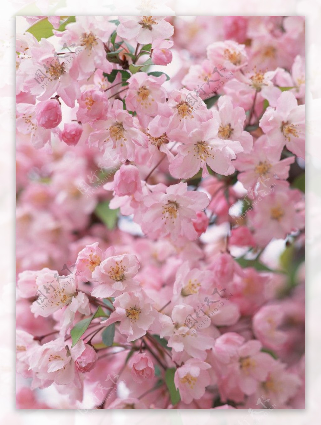 樱花摄影图图片