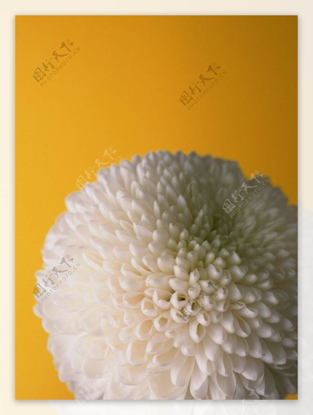 白菊花摄影图图片