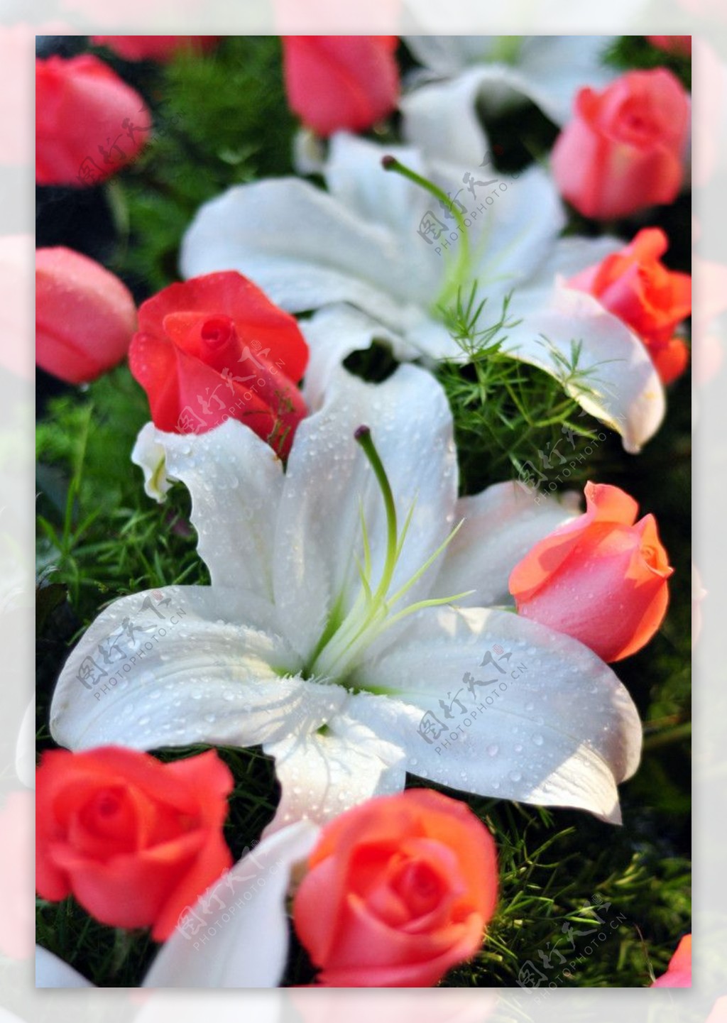 高清晰鲜花摄影系列-红玫瑰-白玫瑰-百合花-欧莱凯设计网