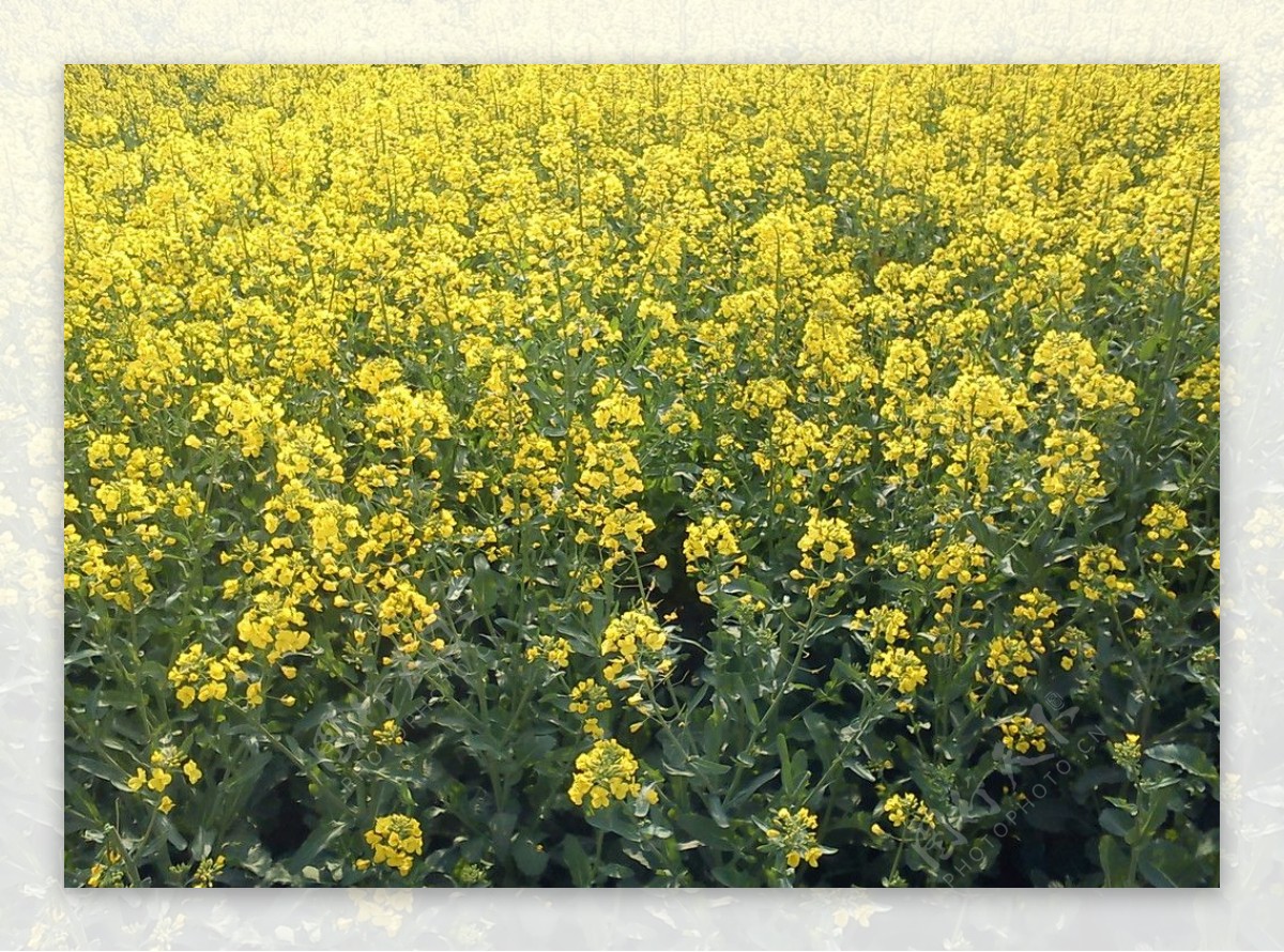 油菜花开图片