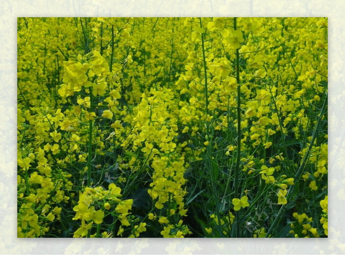 油菜花图片