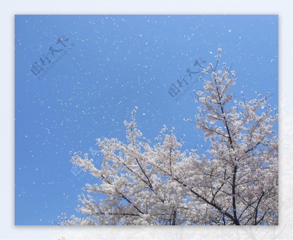 樱花飞舞图片