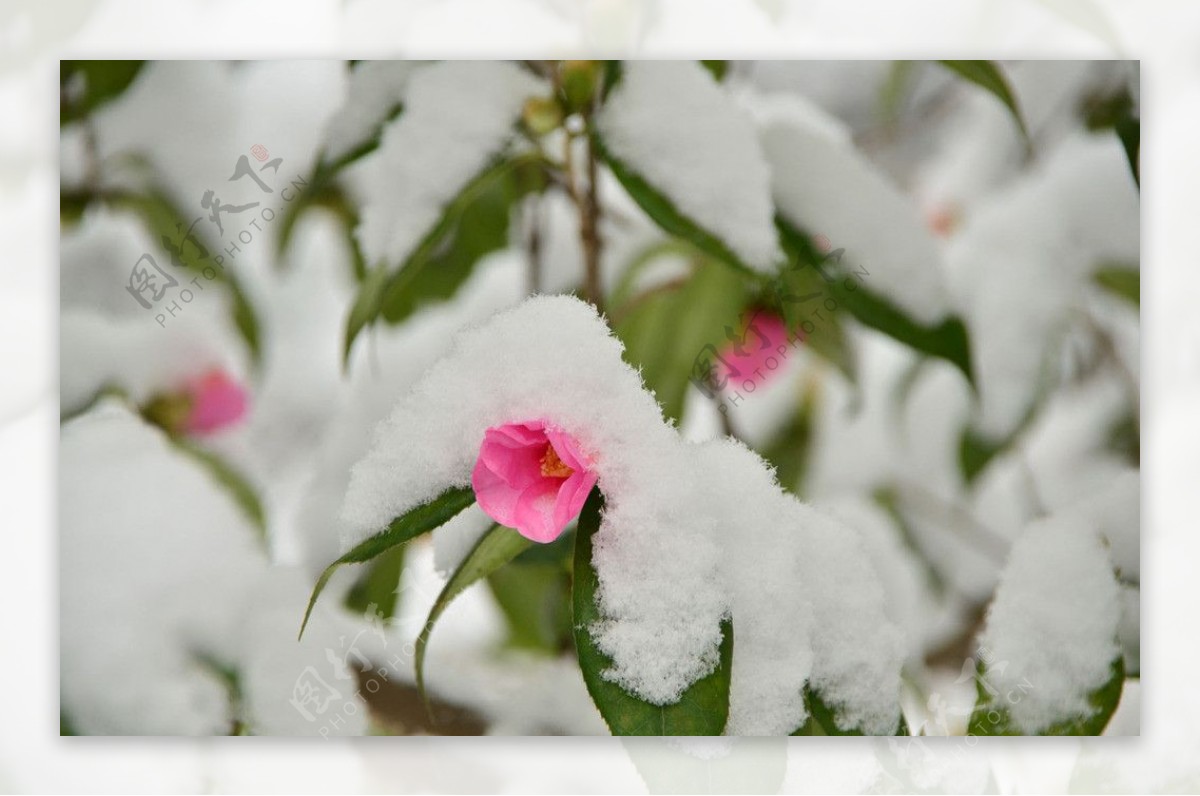 雪景图片