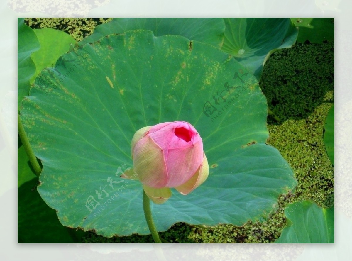 白洋淀荷花图片