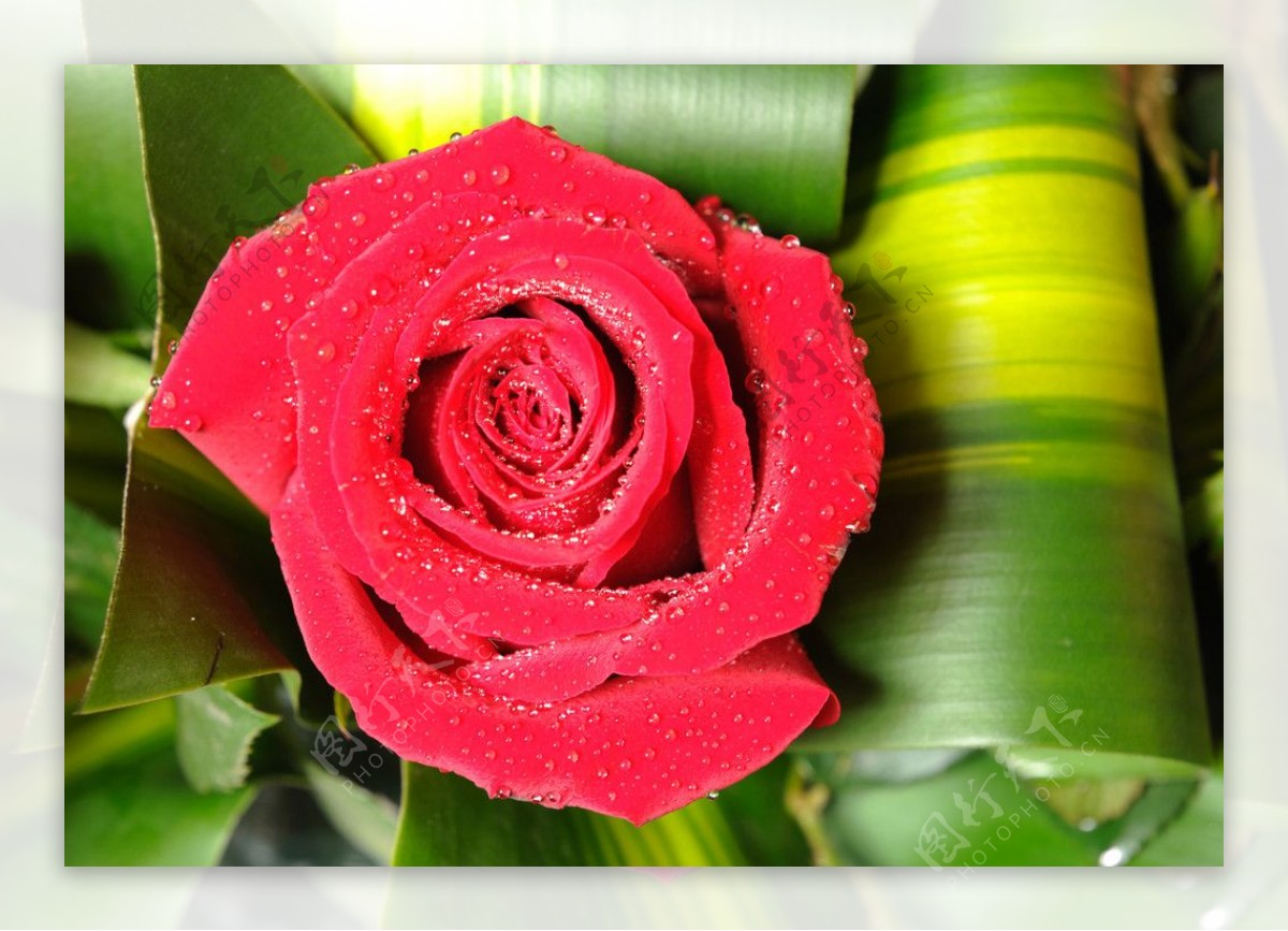 英国大红玫瑰图片