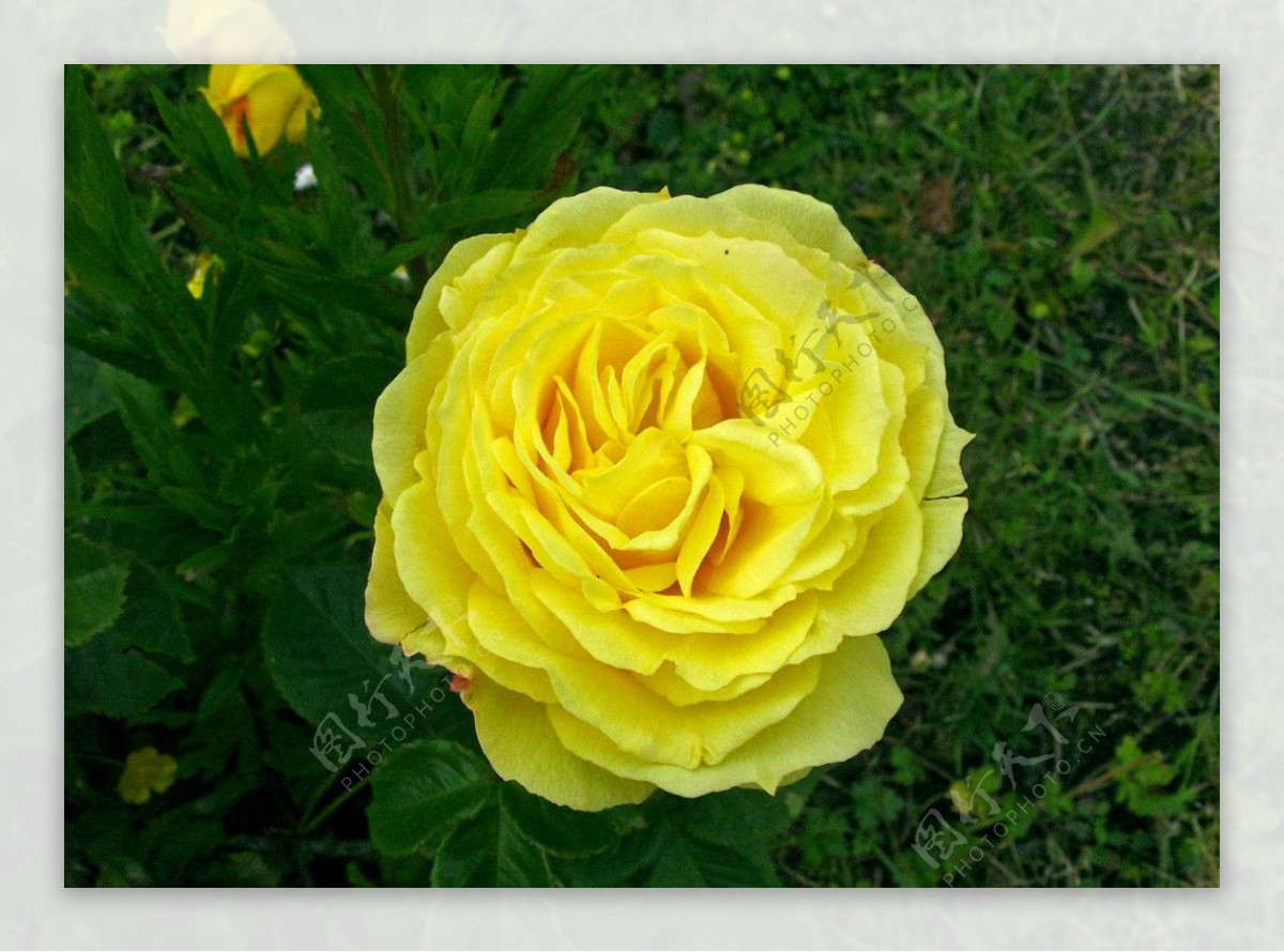 英国黄玫瑰图片