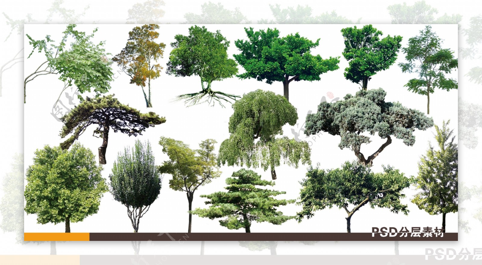 绿化树木图片