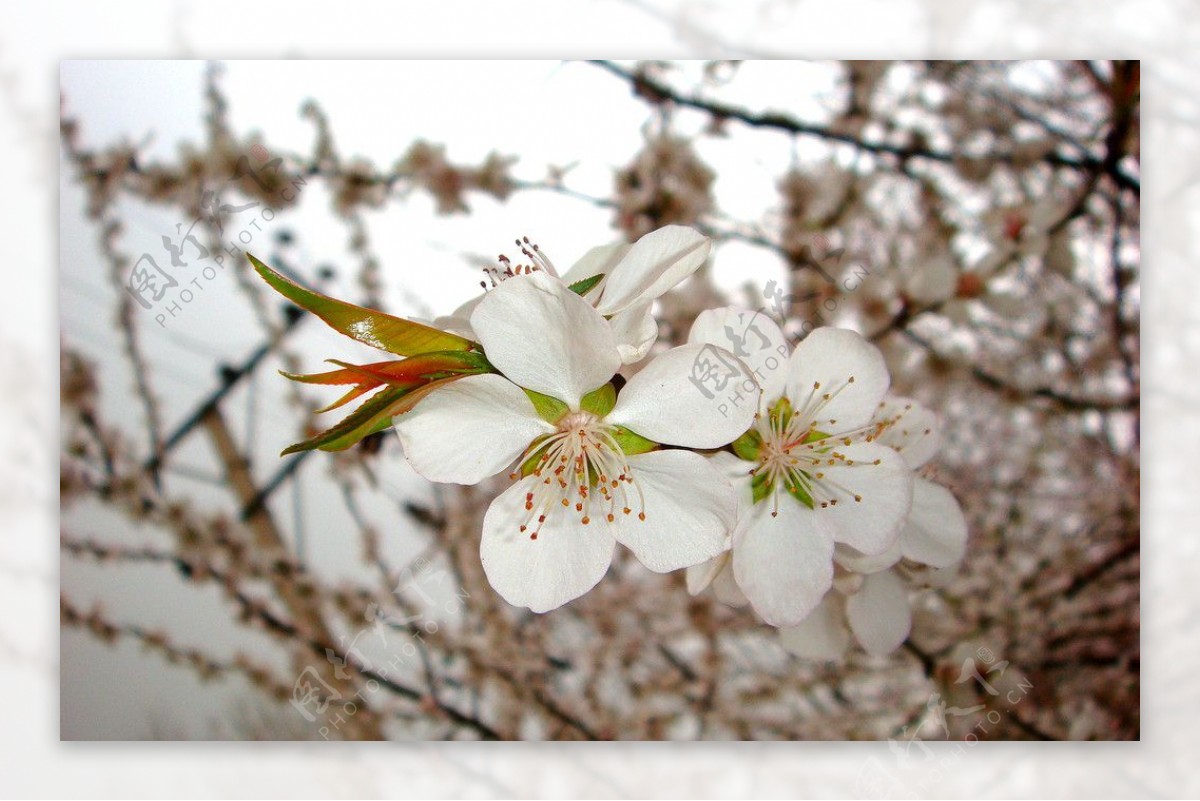 春雨桃花艳图片