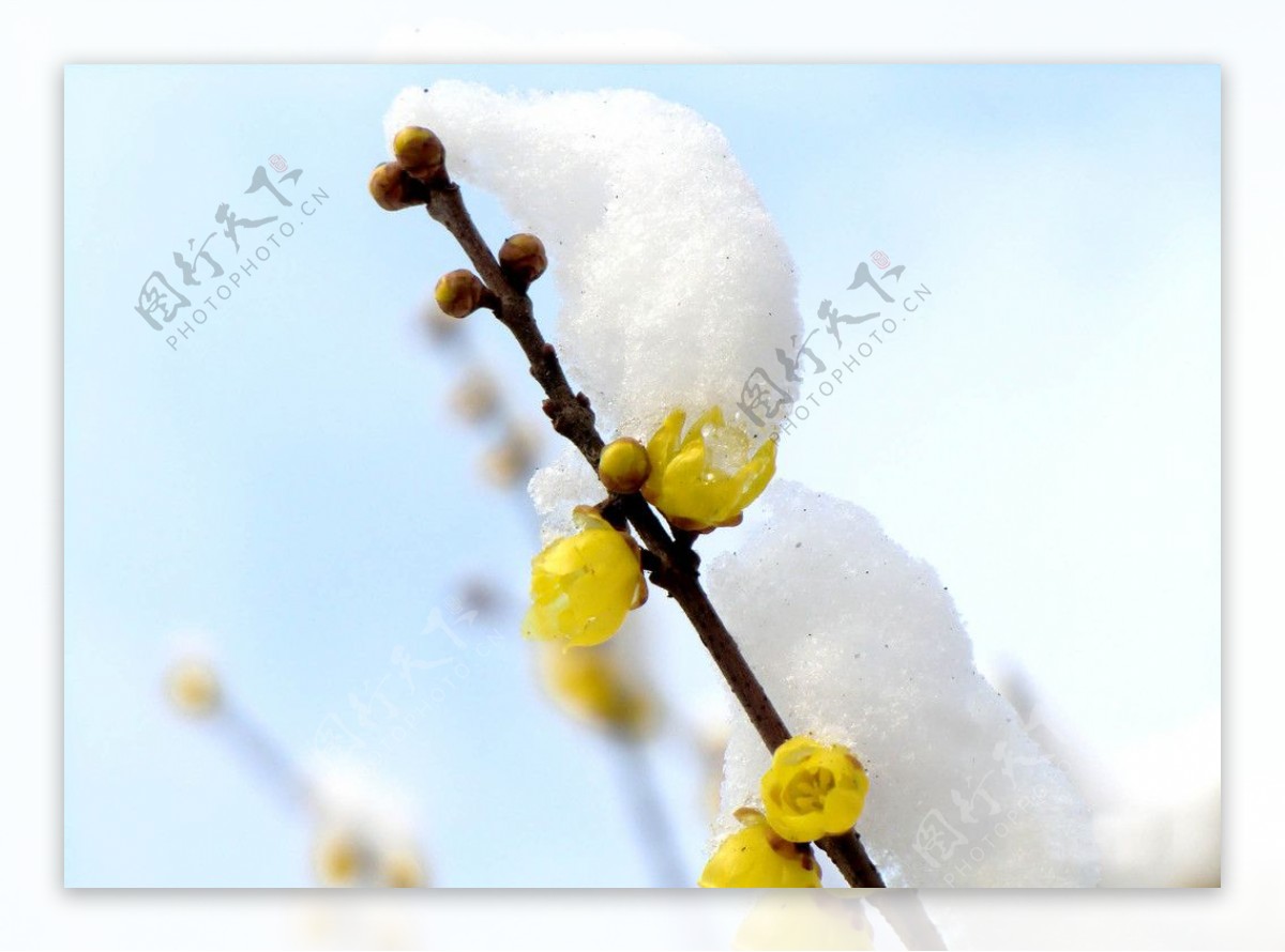 踏雪寻梅图片