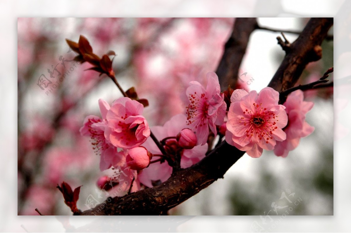 春暖花开梅花图片