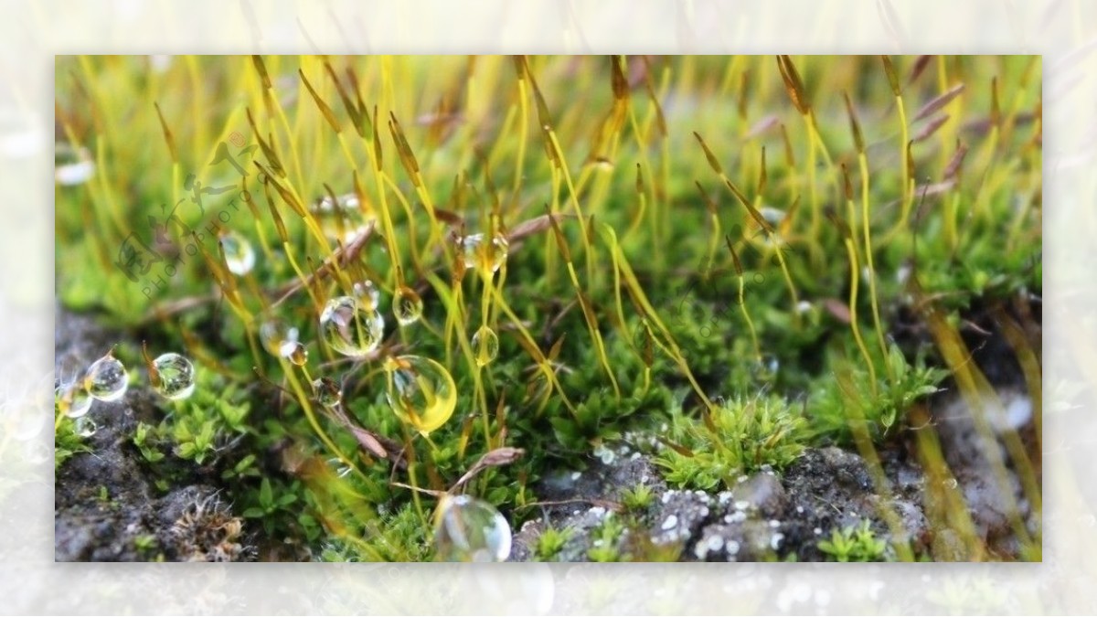 青苔露珠图片