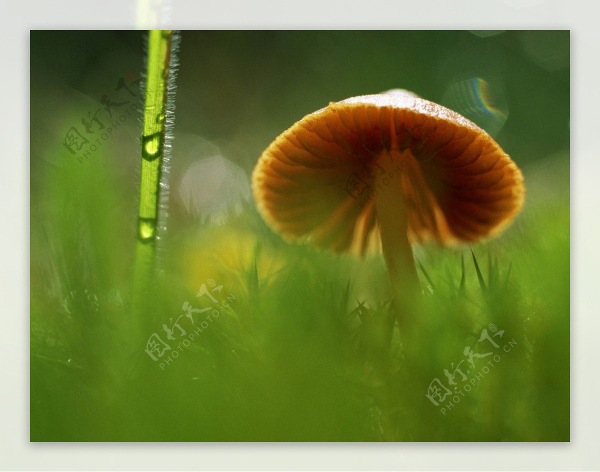 草丛中的野蘑菇图片