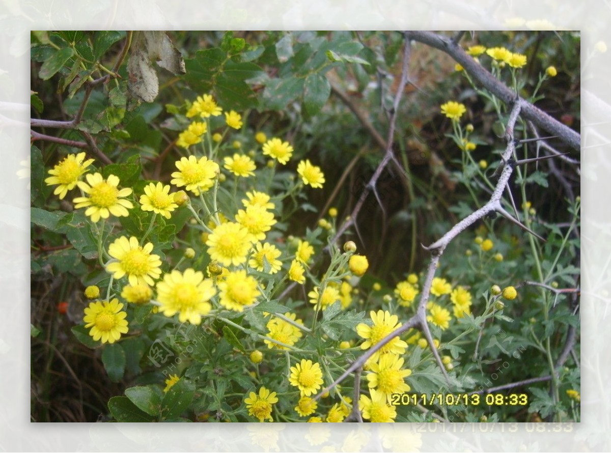 野花 菊花 花卉 唯美 花 植物 自然 风景高清图片下载-正版图片500244101-摄图网
