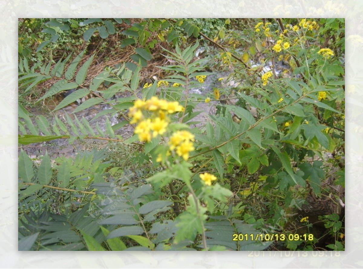 野生黄菊花图片
