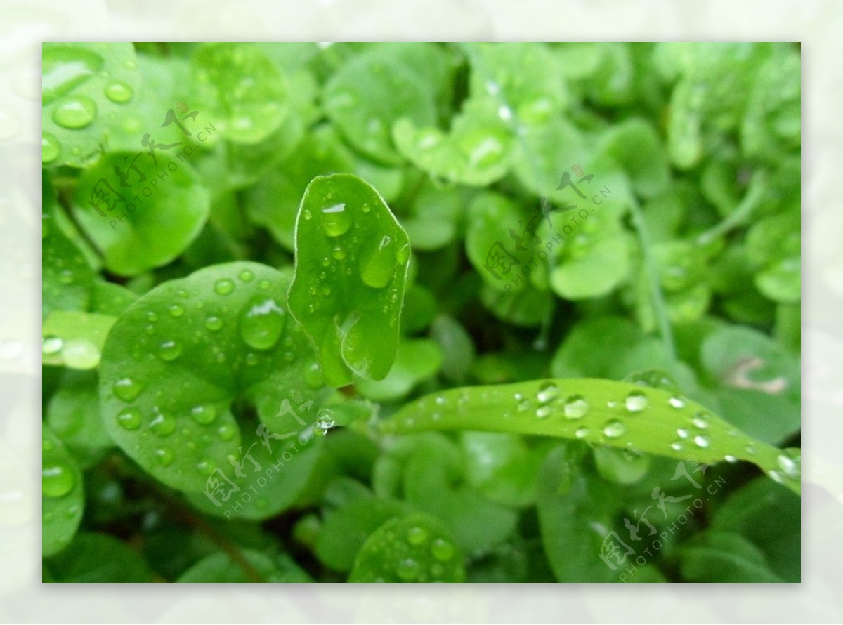 雨后绿叶图片