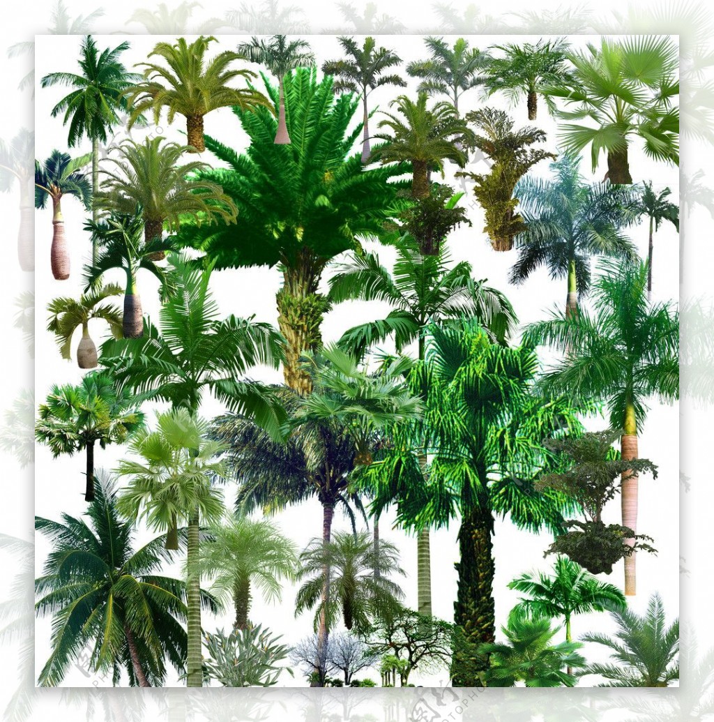 棕榈植物图片