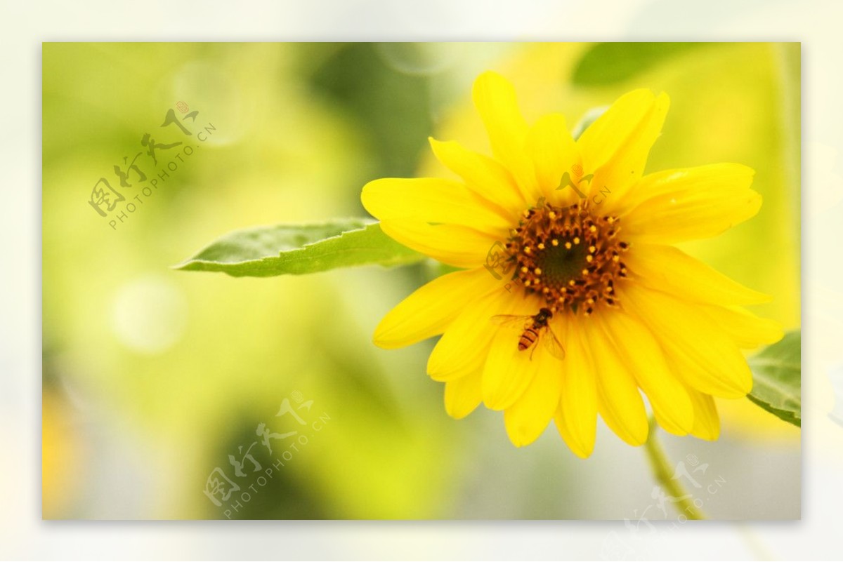 黄色葵花图片