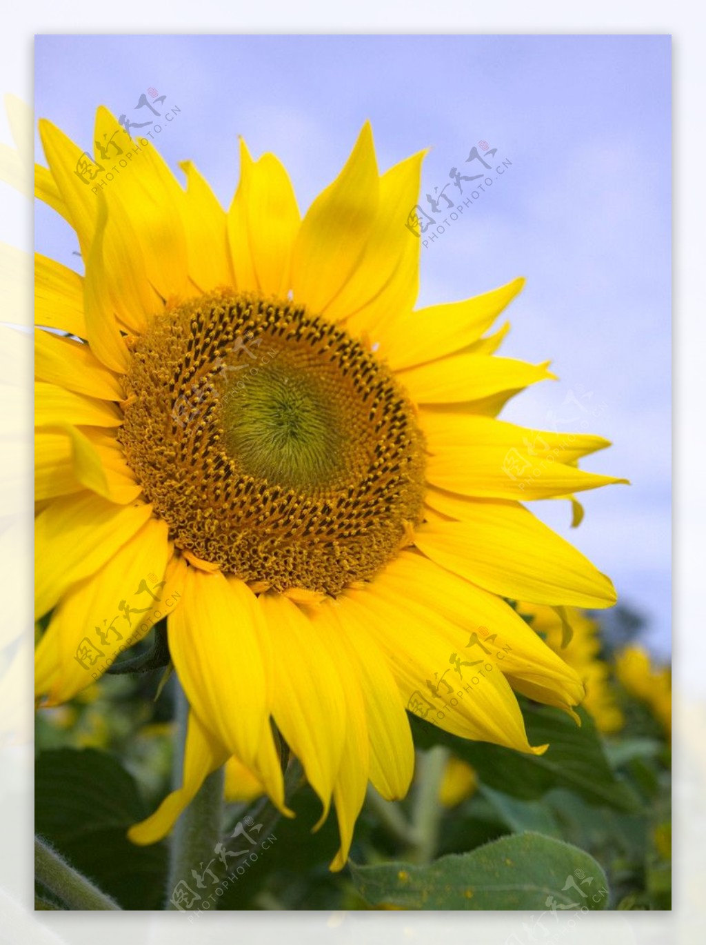太陽花图片