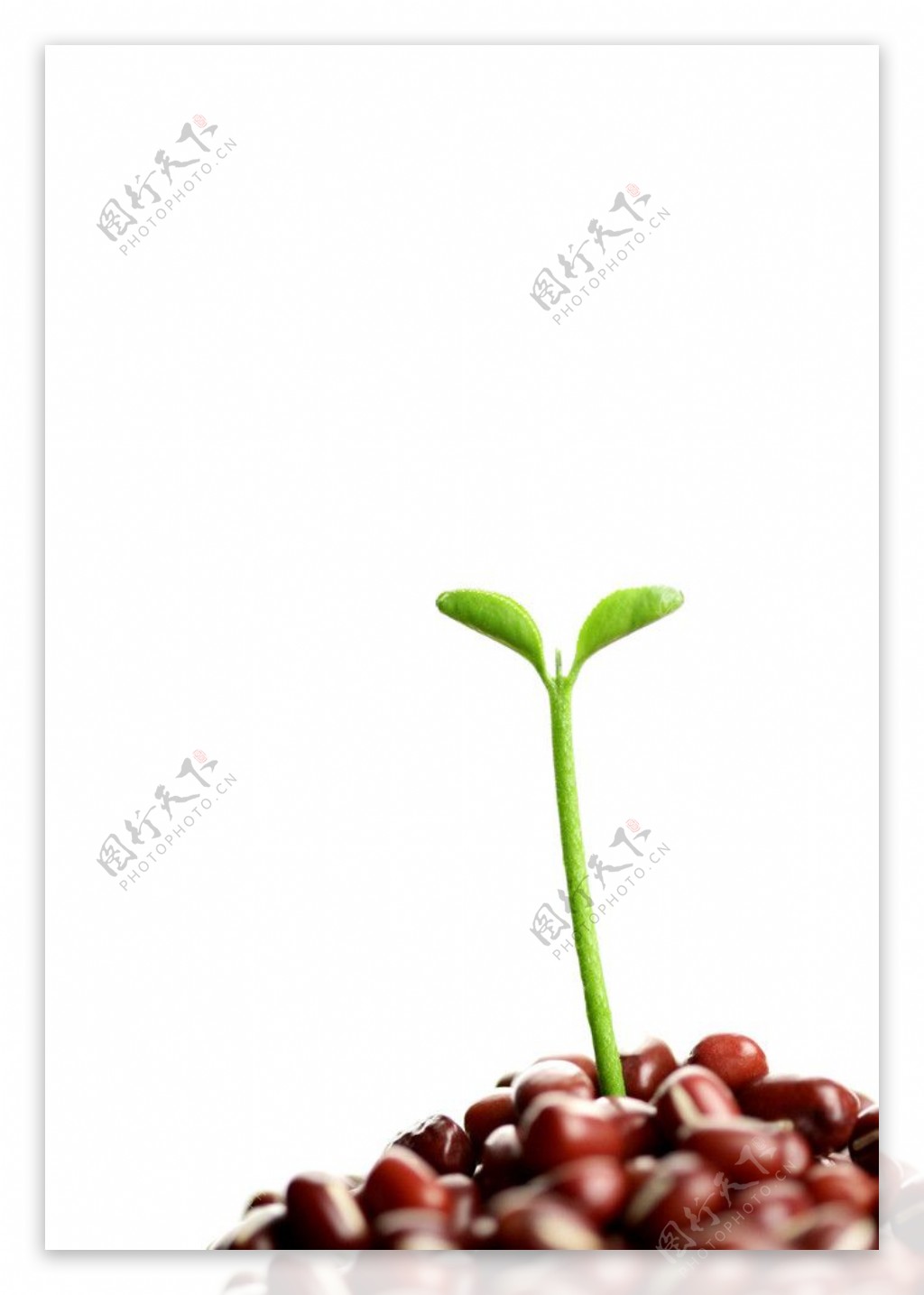 红豆嫩芽图片