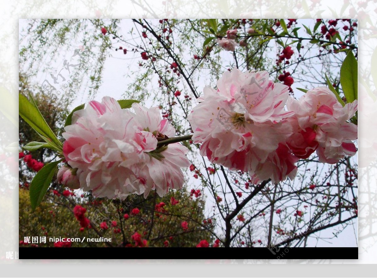 花團錦簇图片