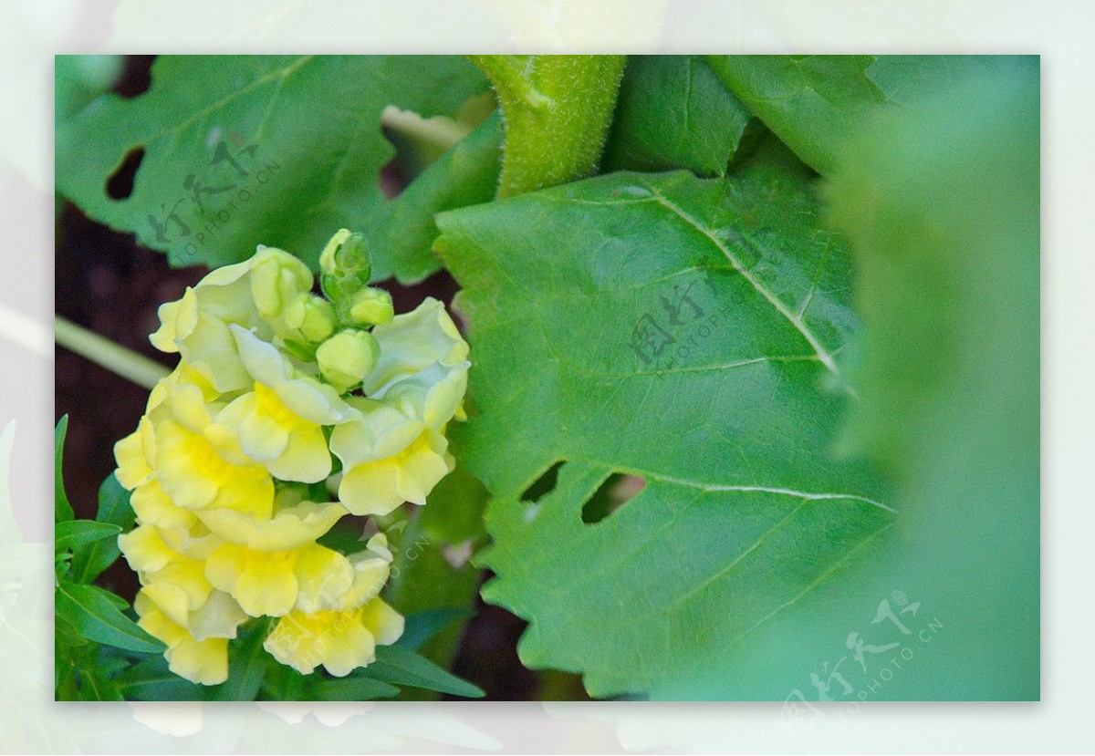 金鱼草花图片