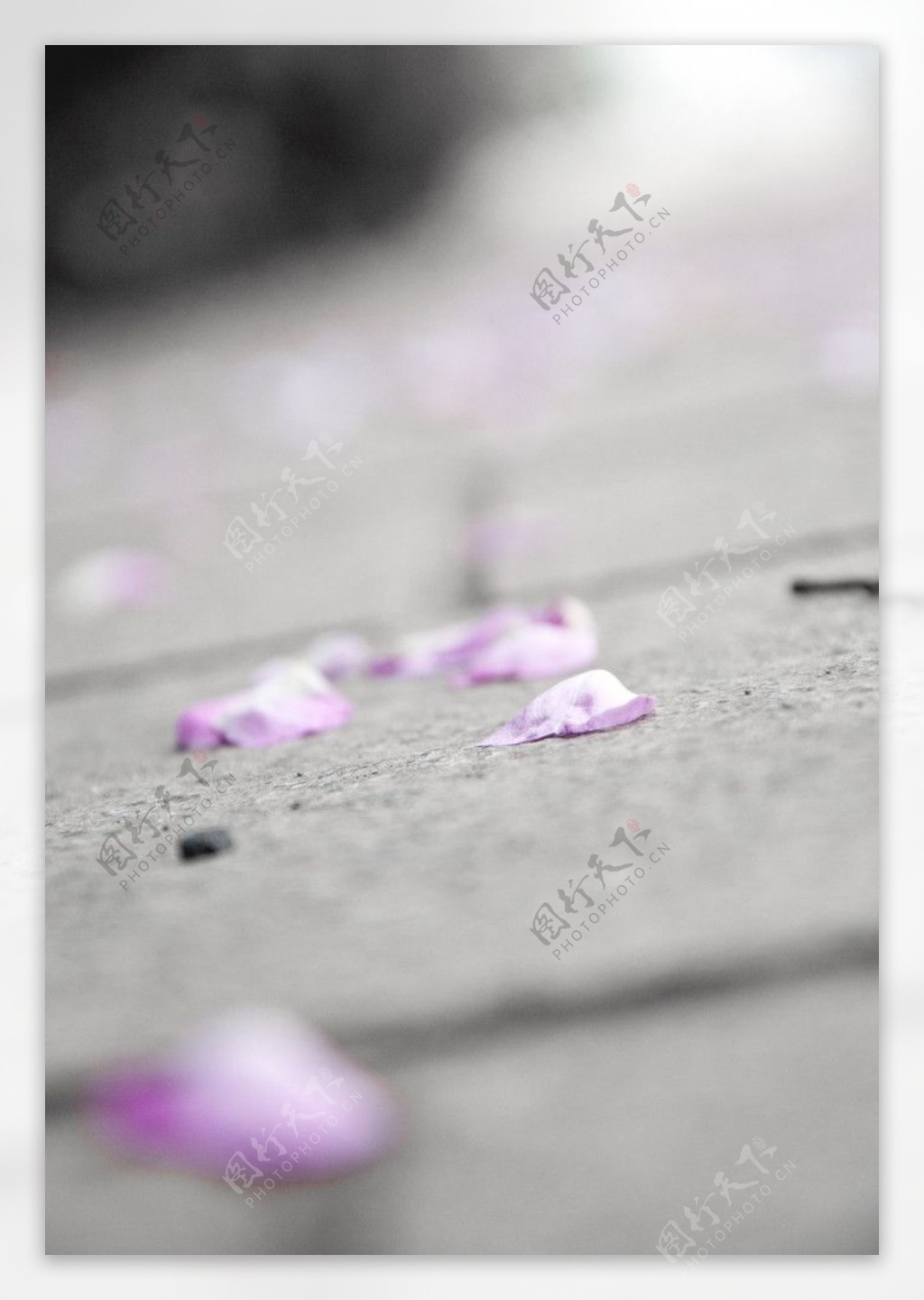 粉色蔷薇花瓣图片
