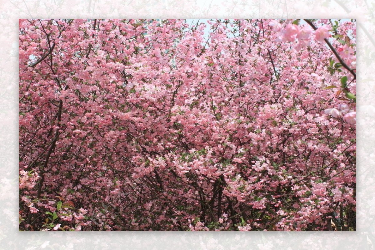樱花花林图片