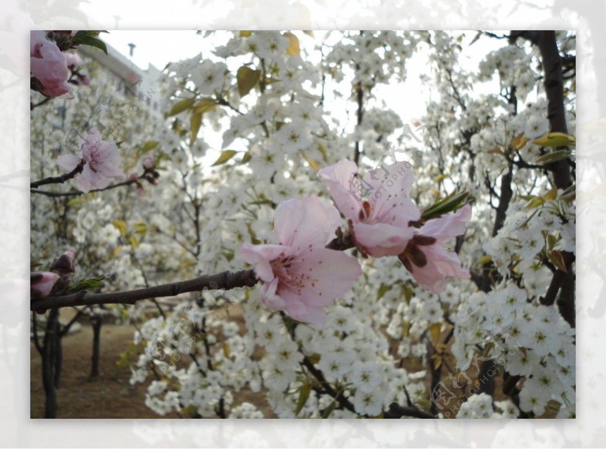 桃花梨花图片