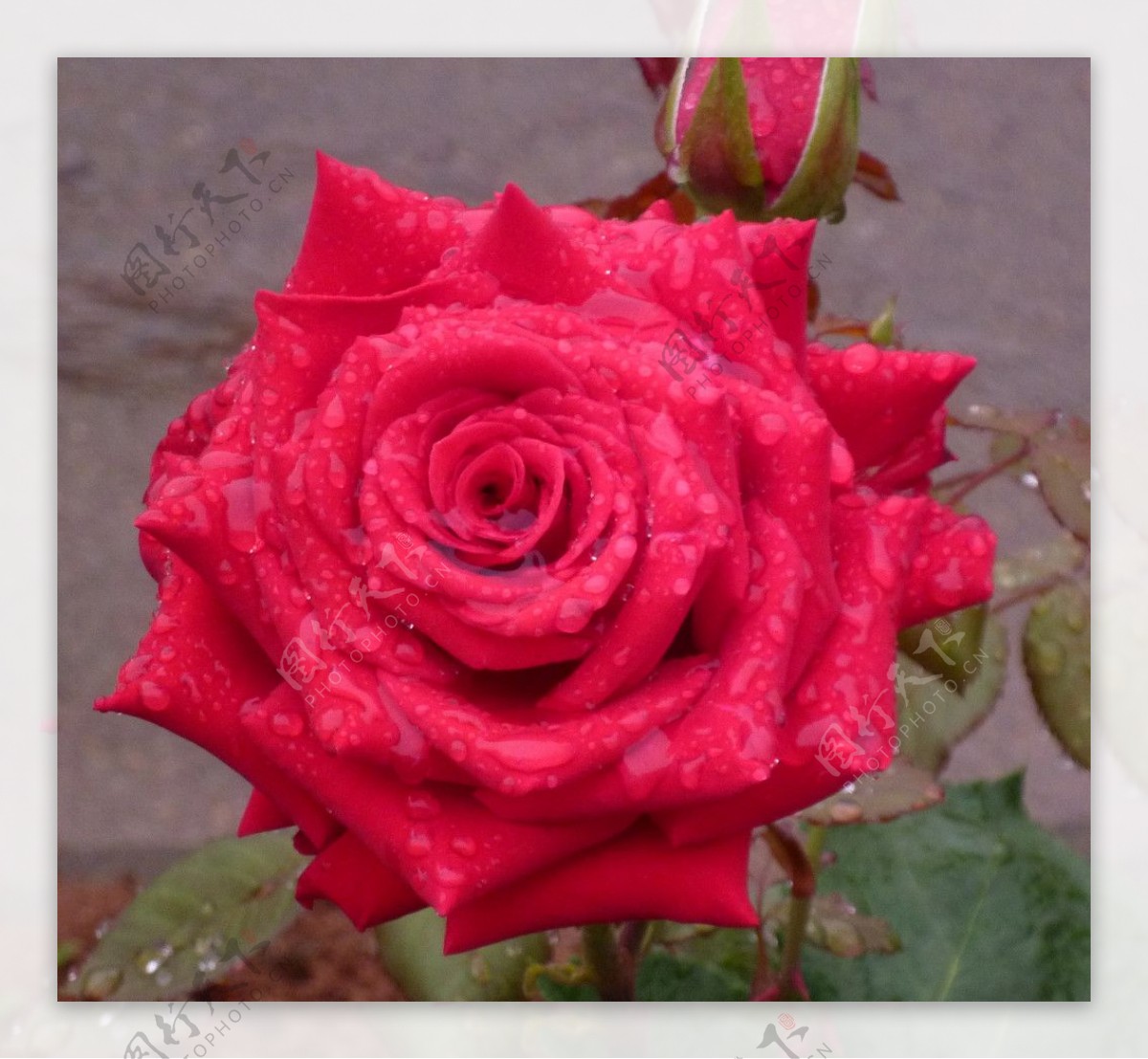 玫瑰 花 水滴 - Pixabay上的免费照片 - Pixabay