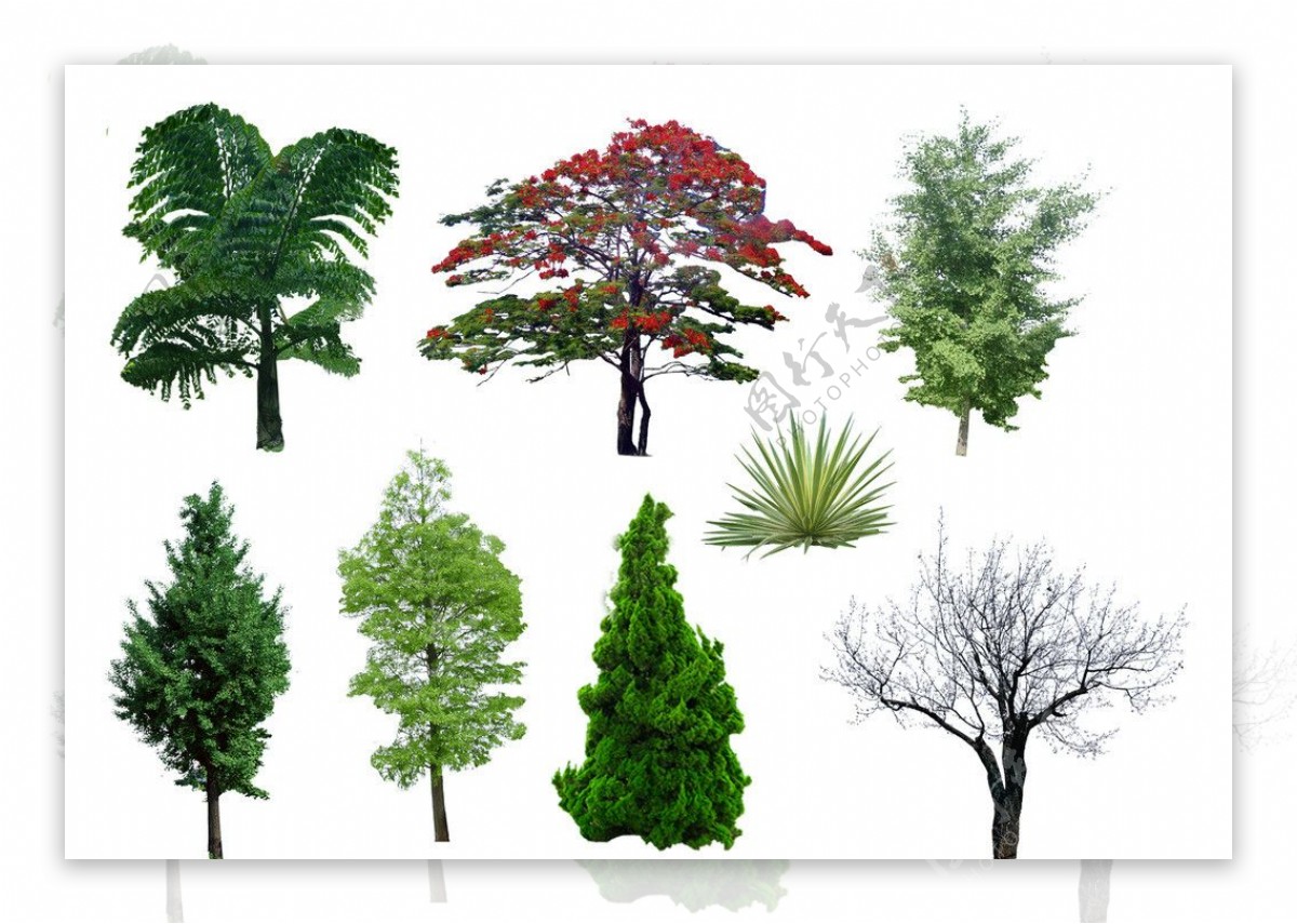 乔木素材植物图片