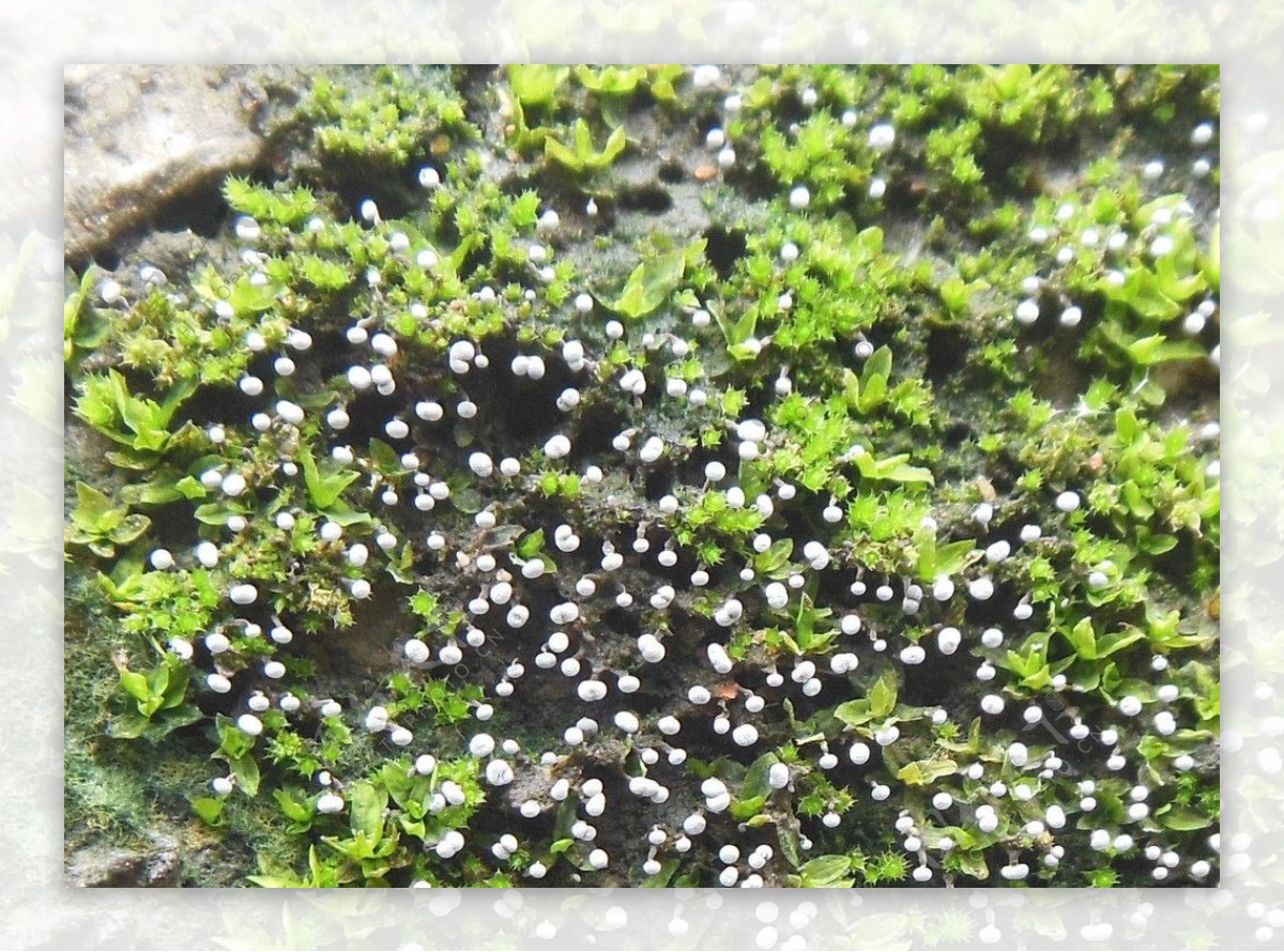 苔藓上的白色菌满天星图片