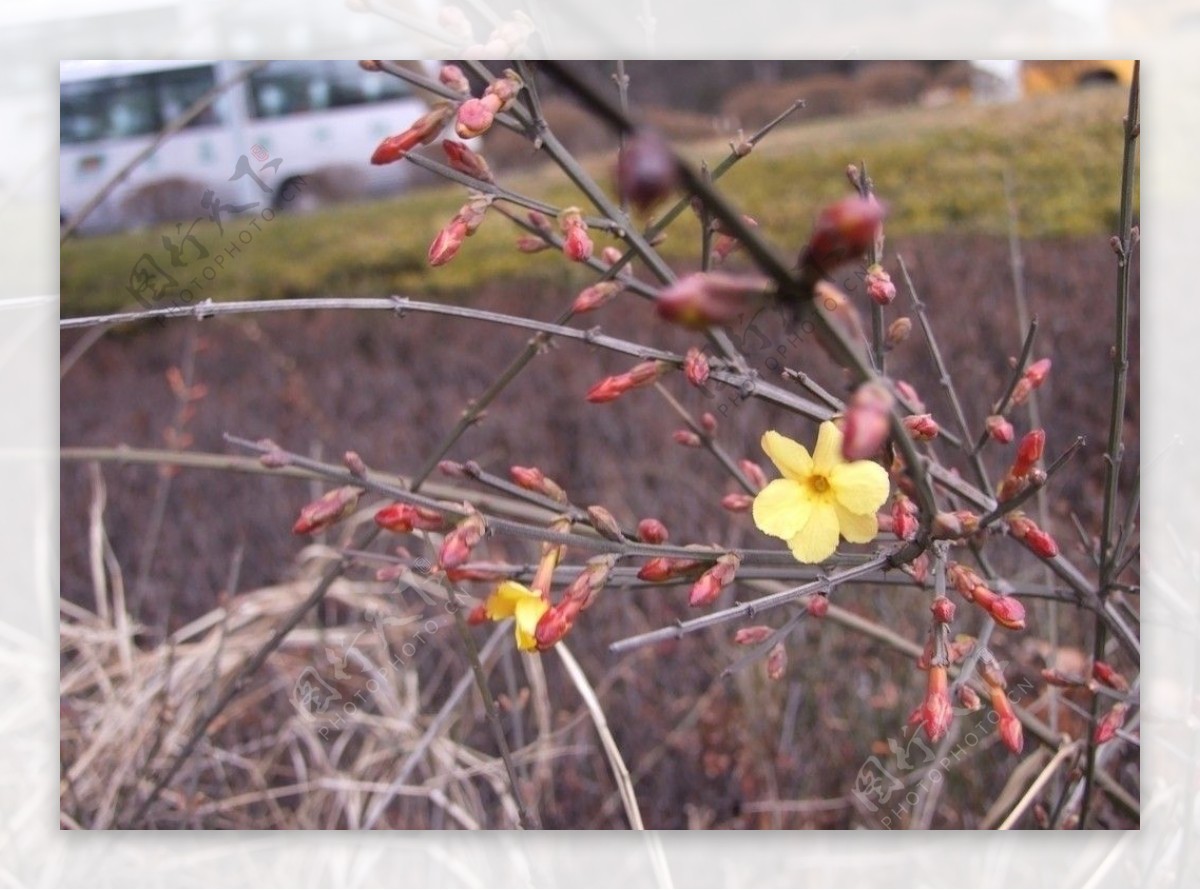 迎春花图片