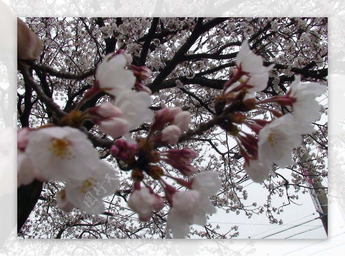 日本风光樱花图片