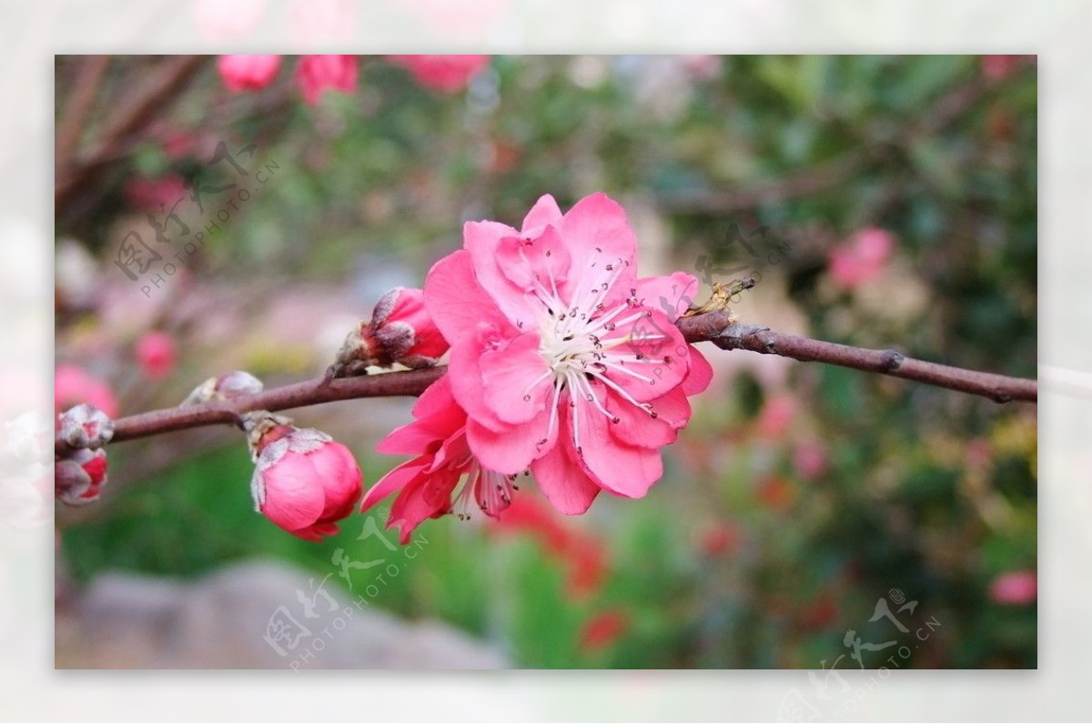 桃花图片