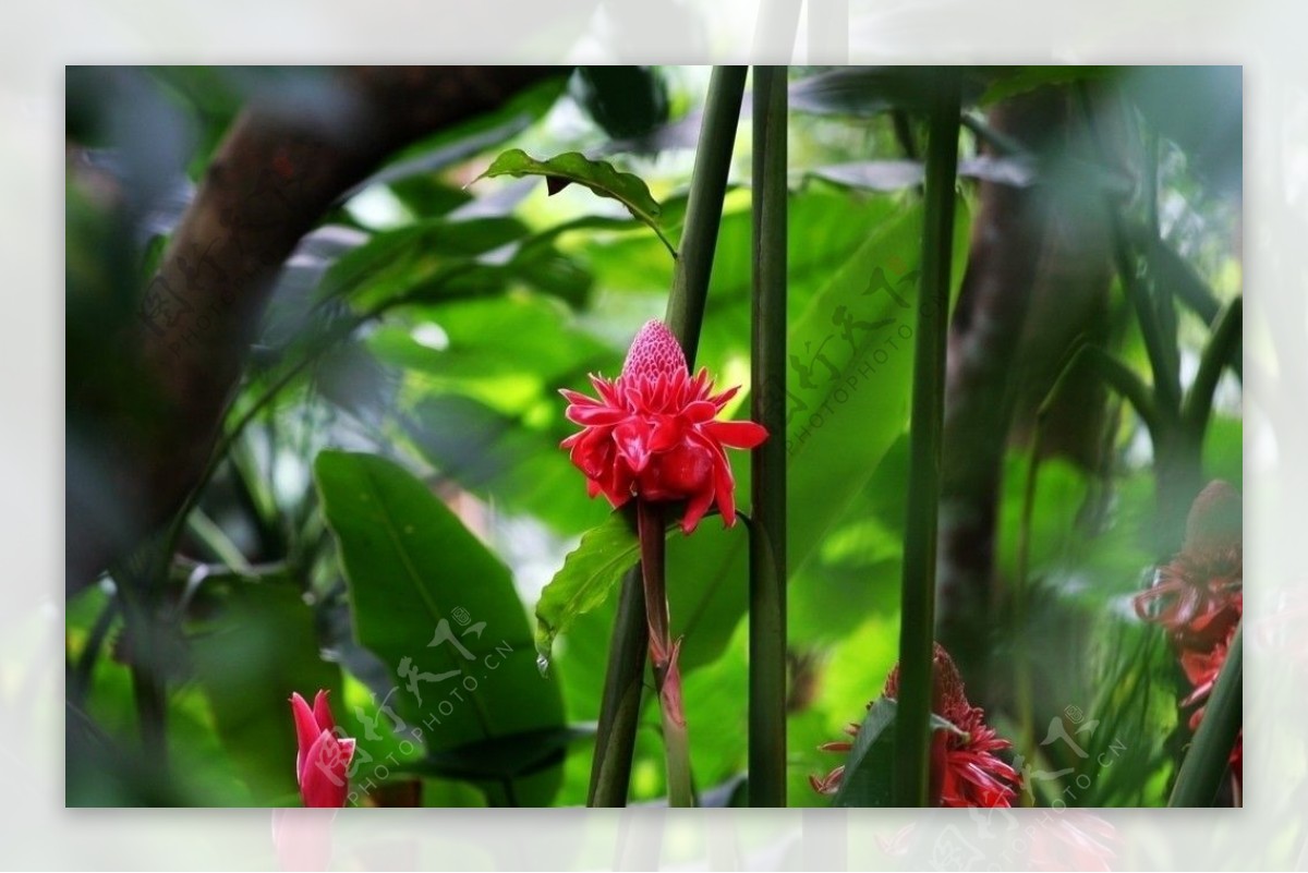 兴隆热带植物园瓷玫瑰图片