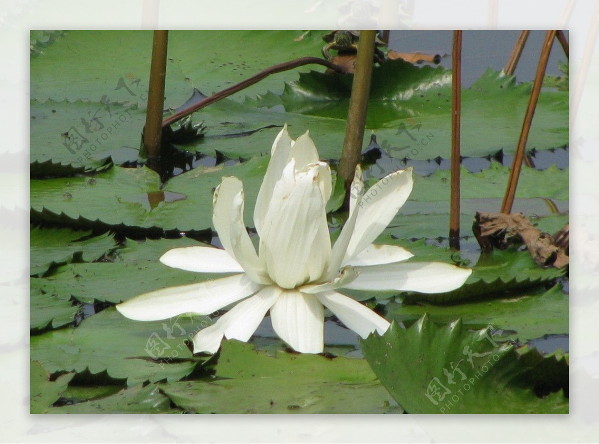 仙湖植物园白荷花图片