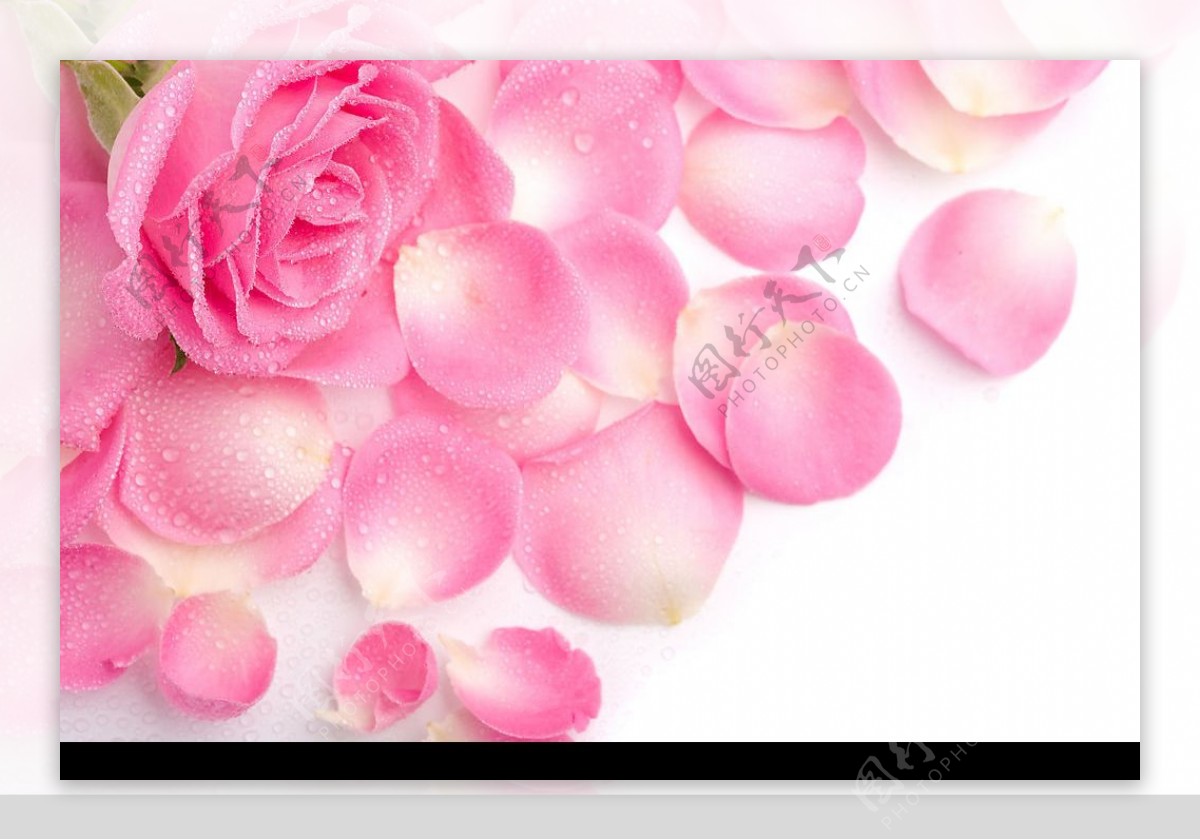 粉红色玫瑰花瓣图片素材