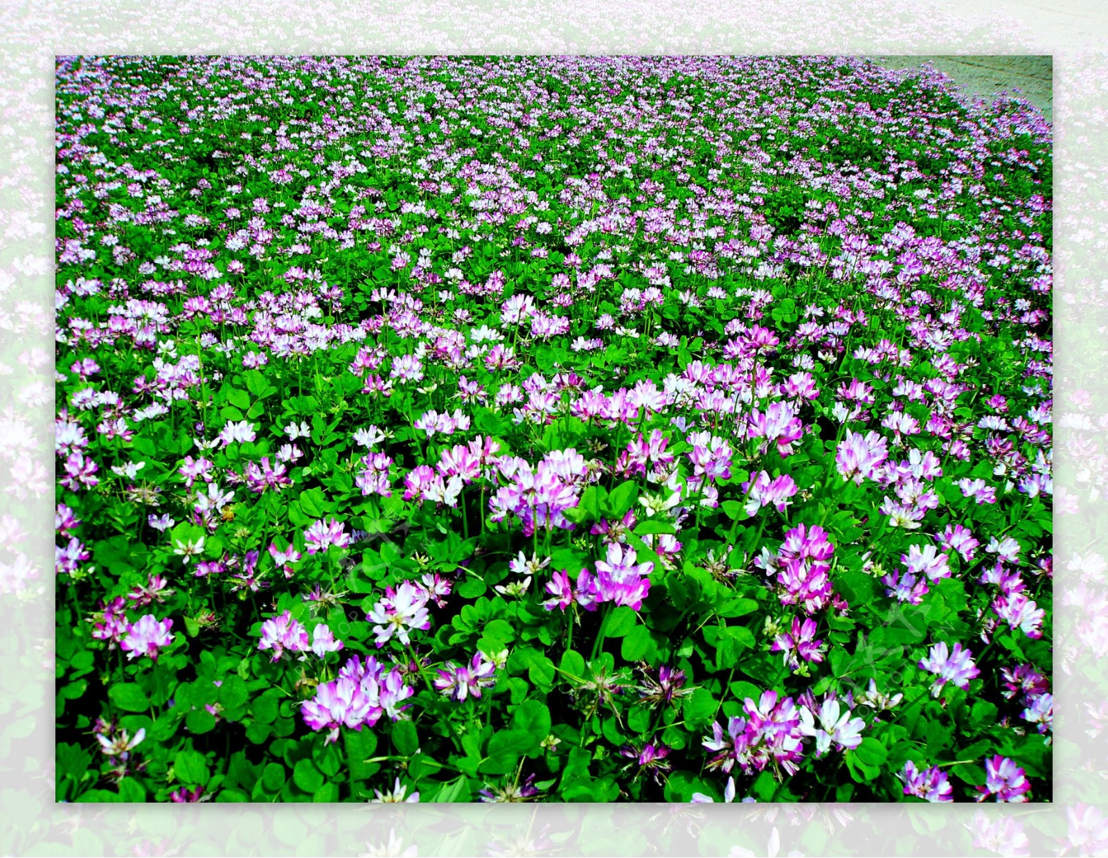紫云英图片_园林的紫云英图片大全 - 花卉网