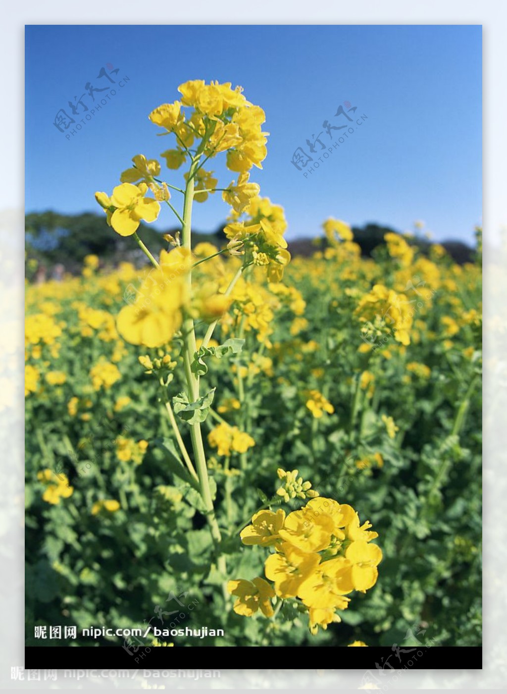 油菜花图片