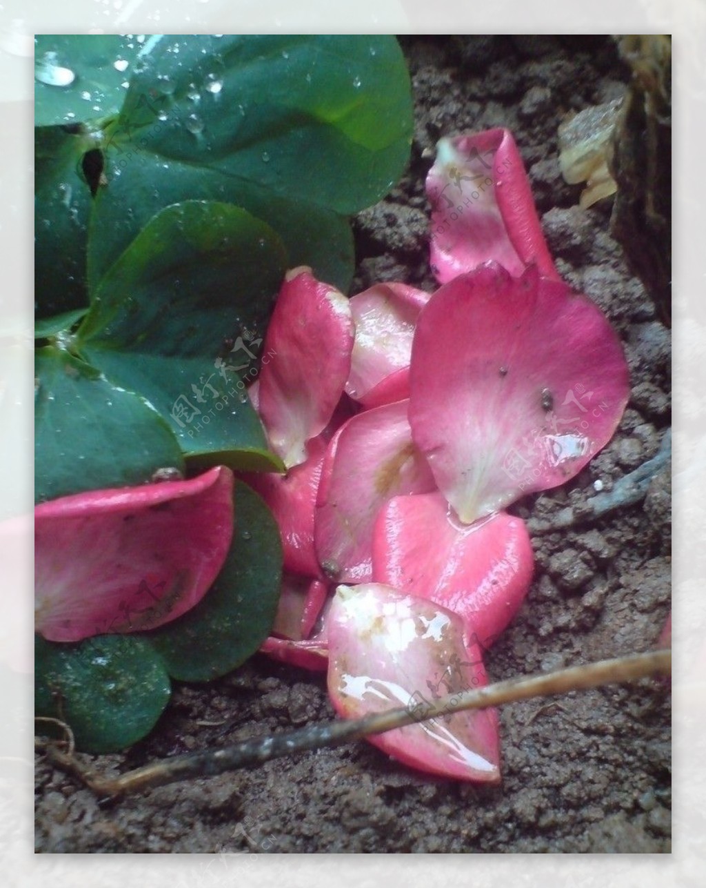 风雨过后的玫瑰花瓣图片
