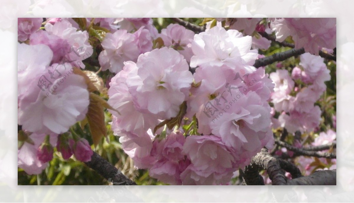 青龙寺绣球一样的樱花图片